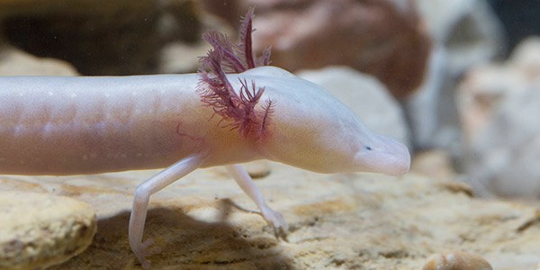 salamender with translucent skin and frilled gills