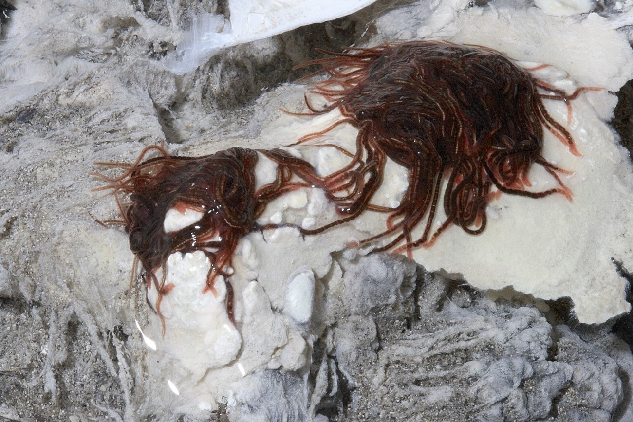 two masses of worms cling to a cave wall