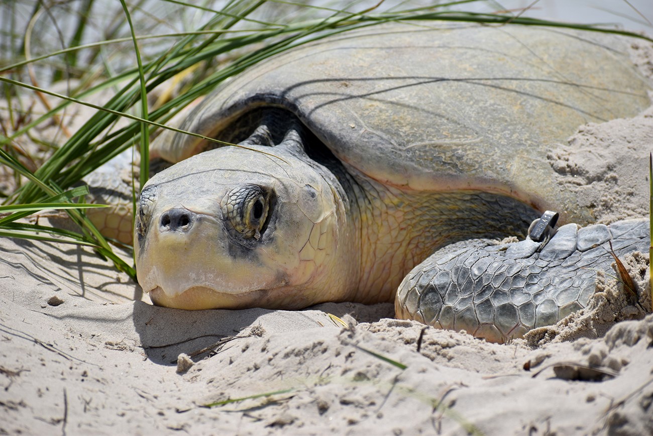 A large sea turtle with a tag on it's front flipper lies on the sand next to green plants.