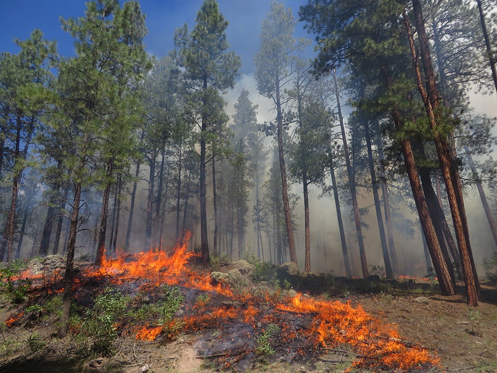 Figure 01 IMG_1134_PinoRx_GroundFire_web Forest fire burns close to the ground among pine trees.