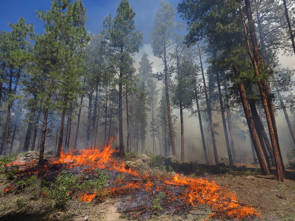 Figure 01 IMG_1134_PinoRx_GroundFire_web Forest fire burns close to the ground among pine trees.