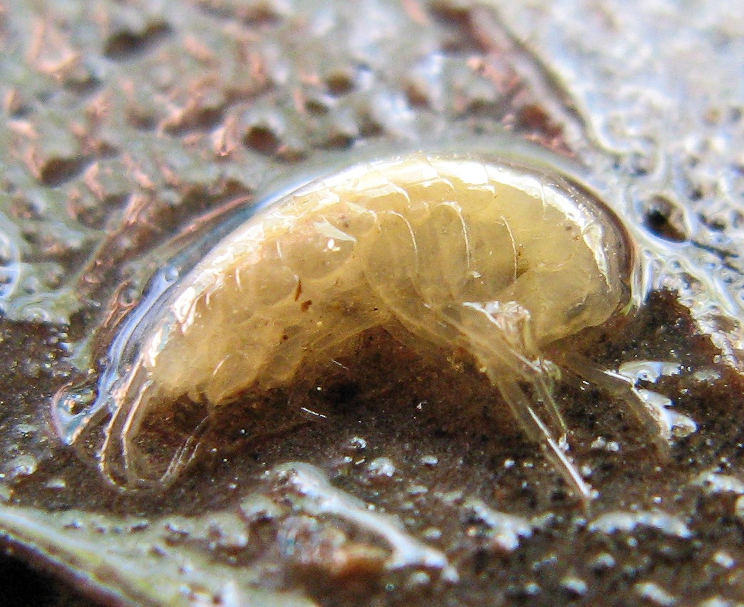 Tiny, yellow-ish crustacean curled up a little on a wet leaf.