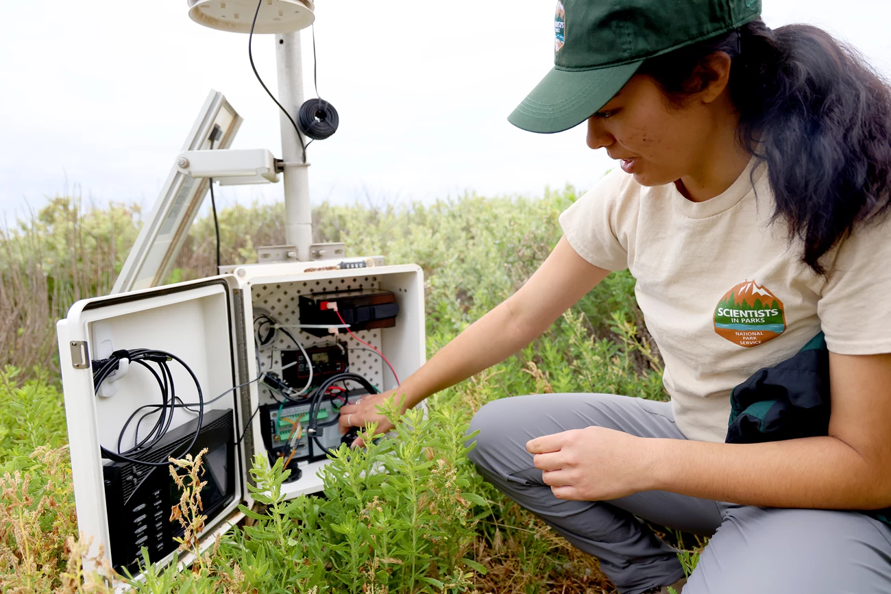 Scientist in Parks intern with a fog monitoring station. A woman kneels among green plants as she looks into a white box with equipment inside. The background is foggy.