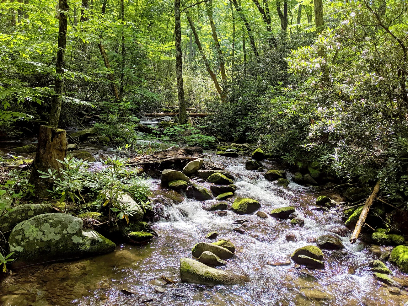 Forest stream Stream running over rocks in a lush green forest