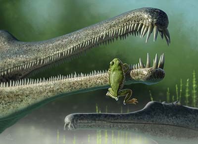 Frog hanging o the jaw of a phytosaur An artist’s drawing of a dripping frog hanging on the lower jaw of a much larger phytosaur in a lake or stream.