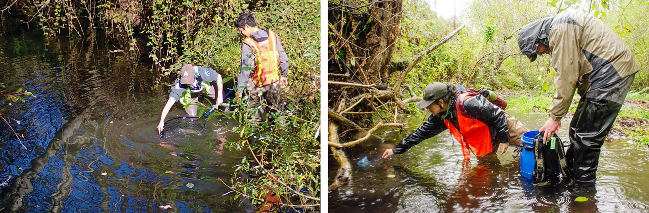 Redwood Creek coho releases Two people lowering a large net into the water, allowing a large fish to swim out (left); On a rainy day, one person stoops to balance a blue bucket-backpack in a creek as another releases small fish from a small net by a tangle of roots (right).