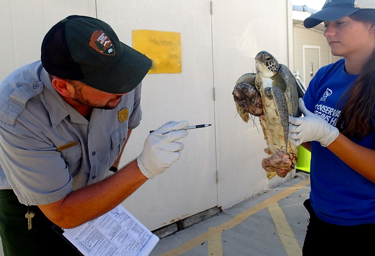 Green sea turtle with FP tumors on front of shell and at its tail.