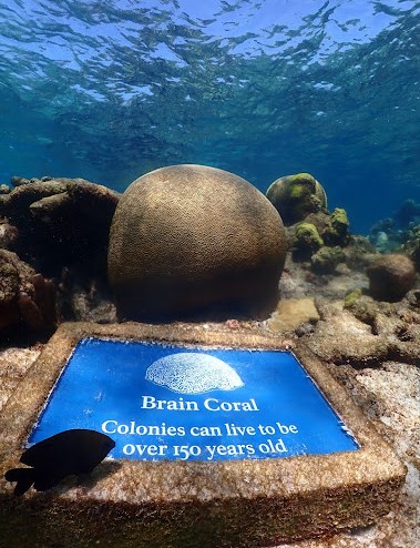 Healthy brain coral on the Underwater Trail