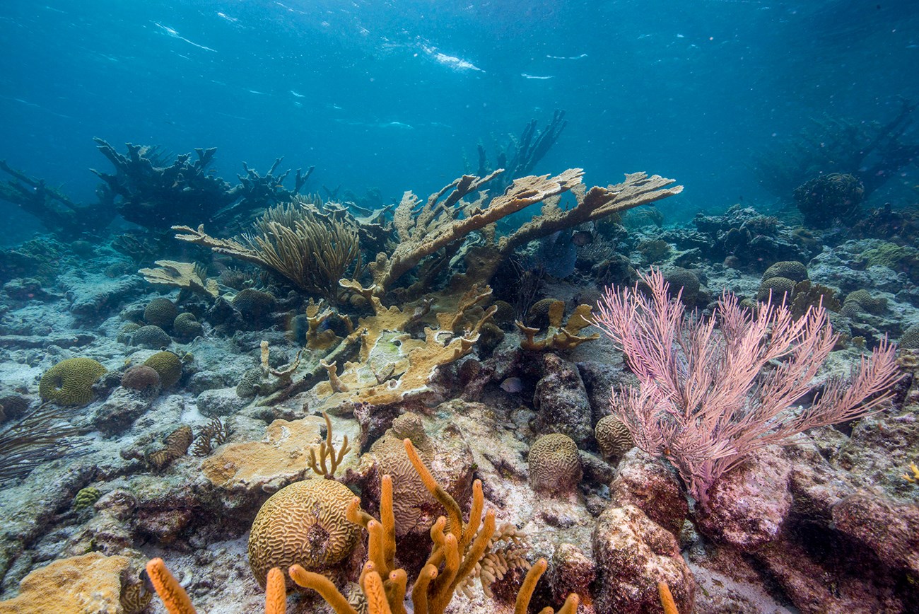 Healthy corals