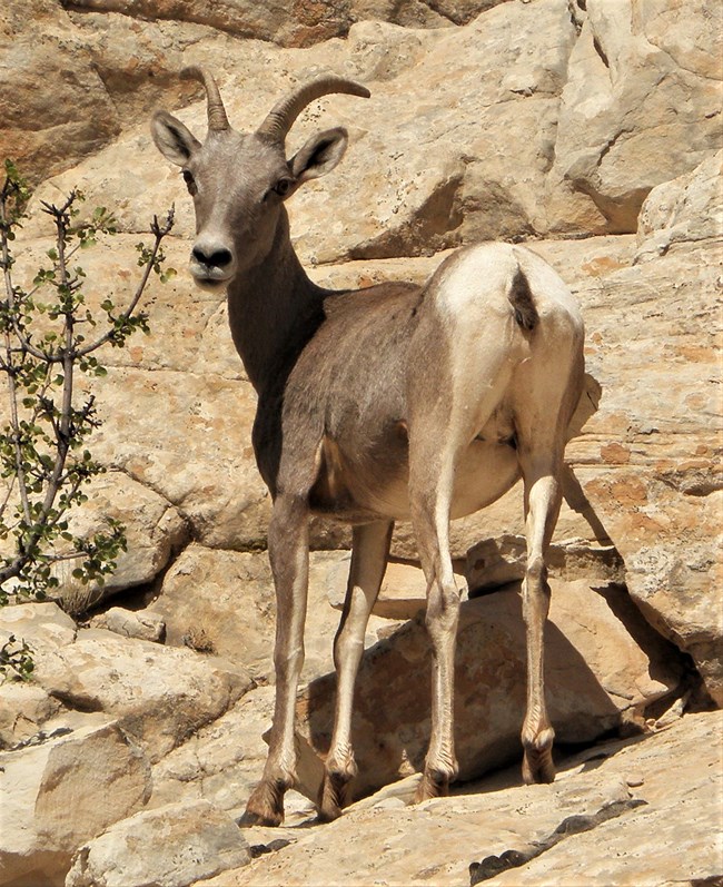 Bighorn ewe on rock face looks back.