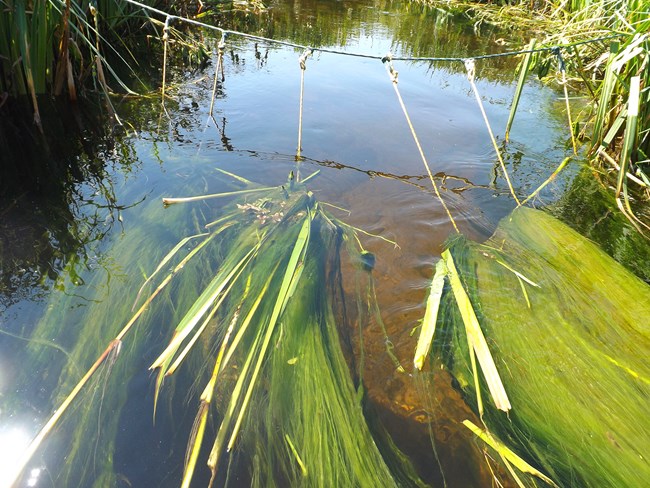 Hester-Dendy plates in the river with green vegetation around it.