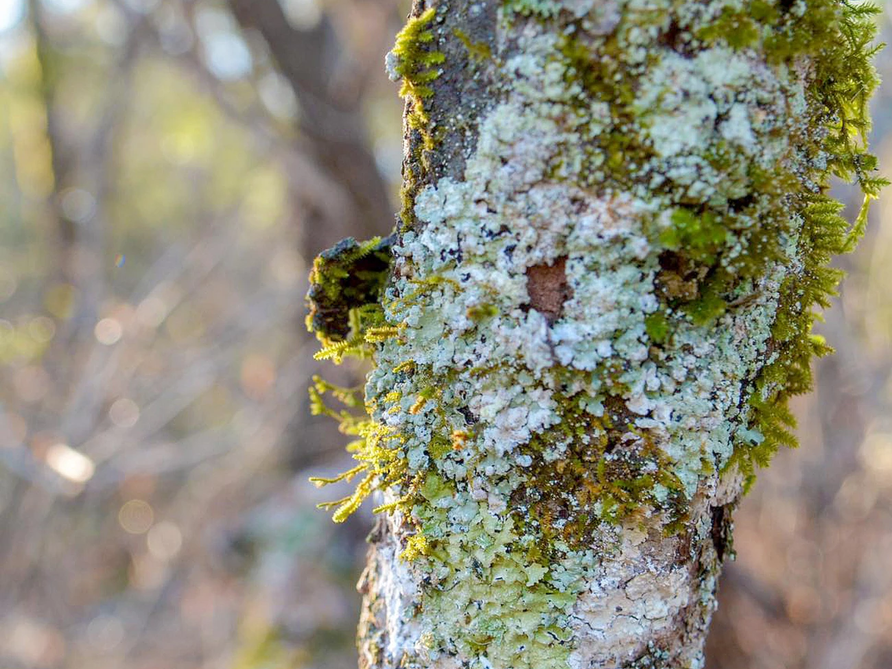 Lichens on a tree Colorful lichens on a tree trunk