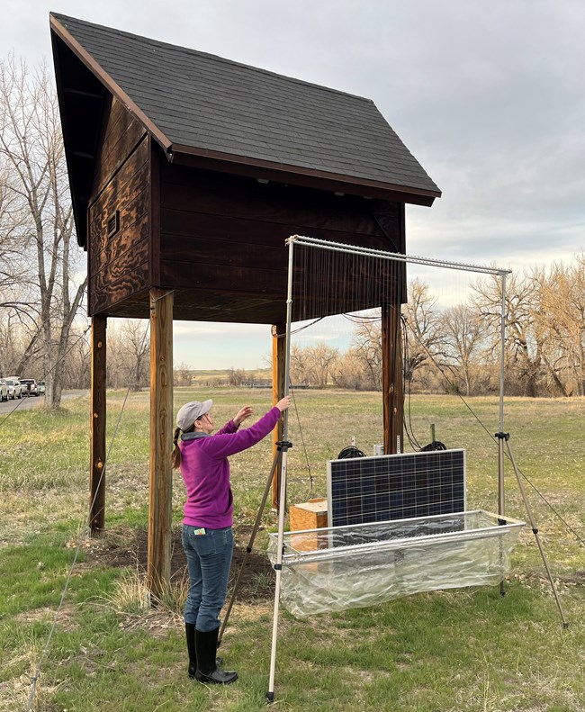 Next to the bat condo, a woman grips the side of a frame holding up fine vertical lines suspended above a large, clear, plastic tray.