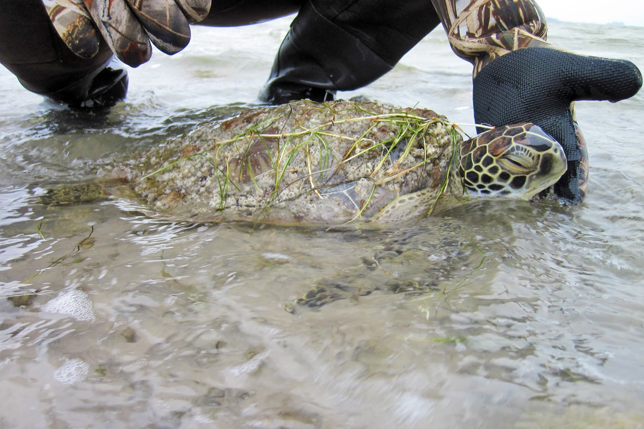 Cold-stunned sea turtle A hand lifts the head of a stunned sea turtle in shallow water, covered in barnacles and seagrass. Its eye is barely open.