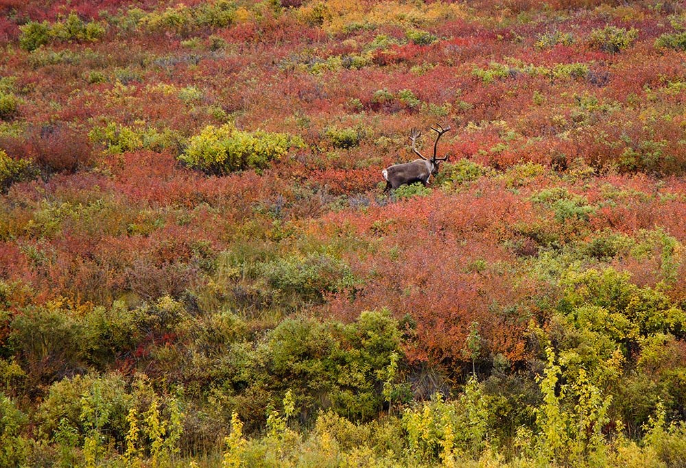 IMG_2495_web A bull caribou in fall-color tundra.