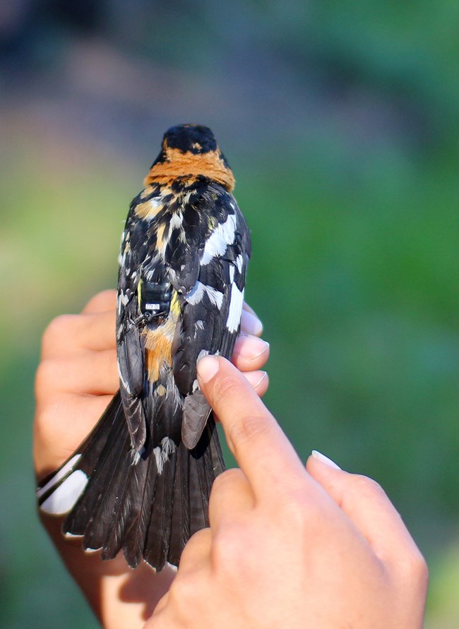 Black-headed grosbeak with a GPS receiver