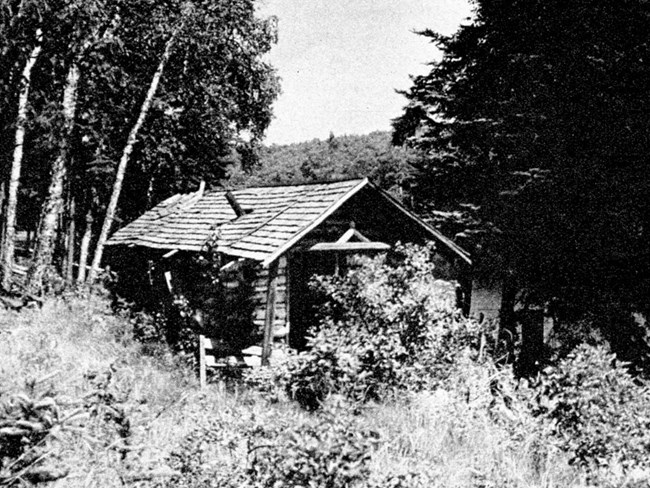 small cabin obscured by thick brush