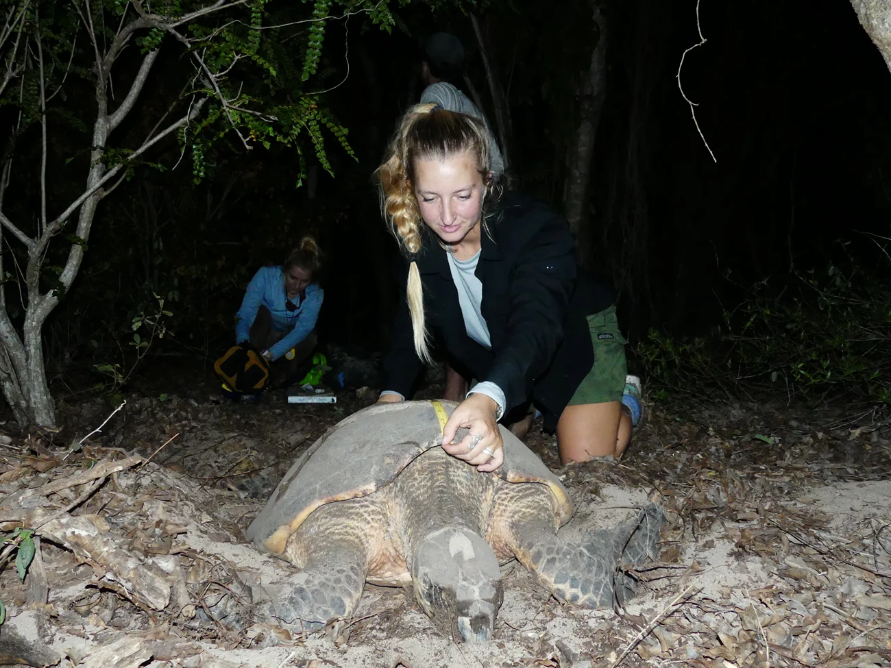 Measuring a sea turtle's shell Woman kneeling over a large sea turtle, measuring its shell with a tape measure.