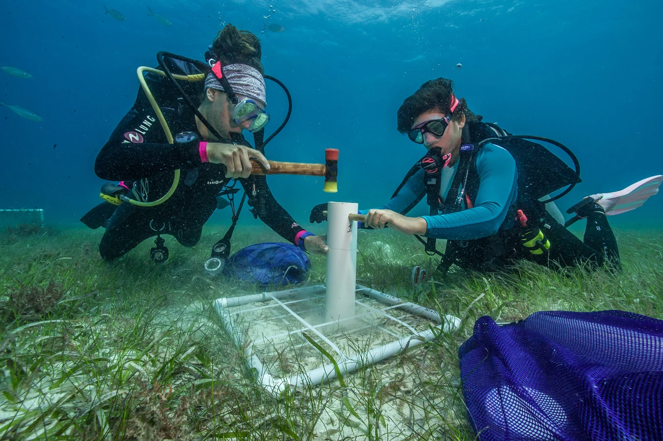 Collecting a sediment sample from a grazed seagrass meadow Two female scuba divers are working on equipment to monitor sea grass.