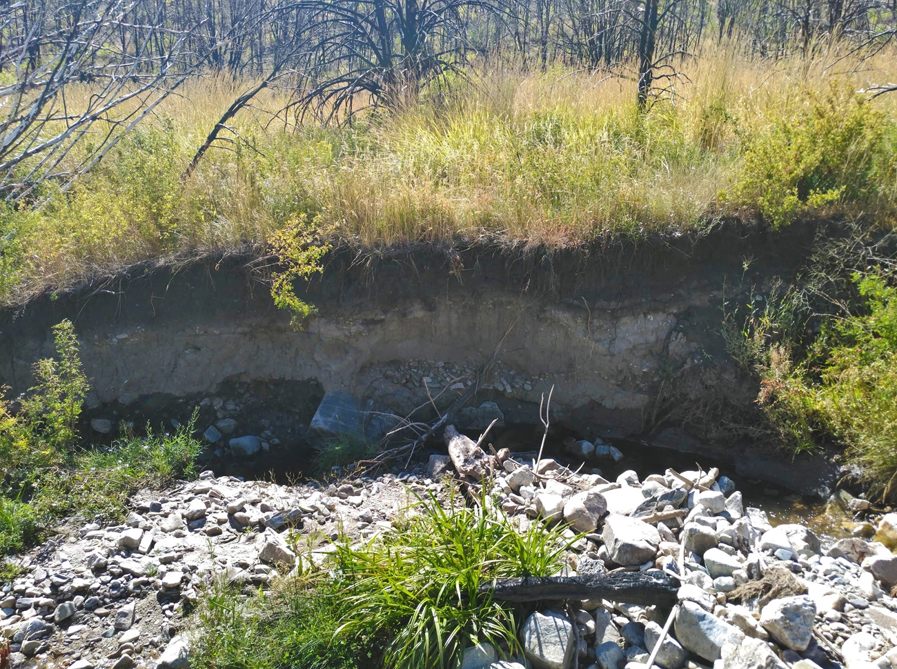 Strawberry Creek channel incision Looking across a stream channel at a towering, ~4-ft vertical bank with several layers of soil exposed. Grasses interspersed with charred trees and shrubs carpet the landscape on top of the stream bank.