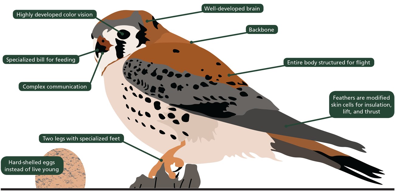 A small falcon with many of its parts identified.