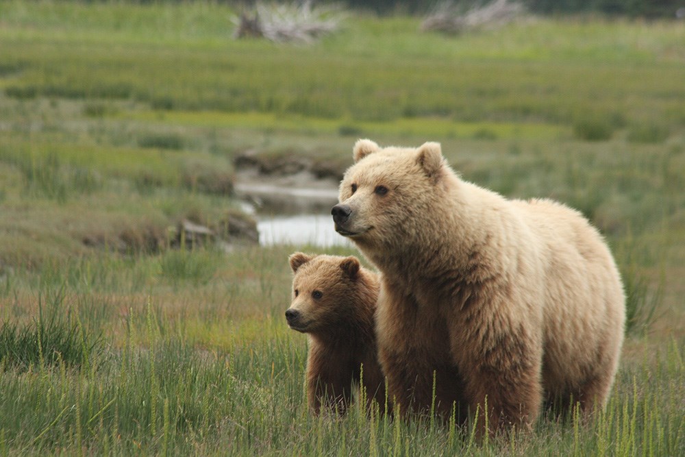 LACL_2009_BrownBearsSSC_KevynJalone_web Two bears stand in a green field.