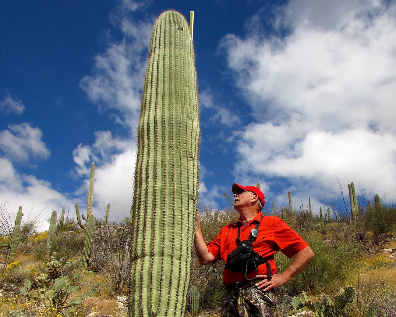Measuring a saguaro cactus A man in a red shirt and cap holds a stick up against a tall saguaro cactus