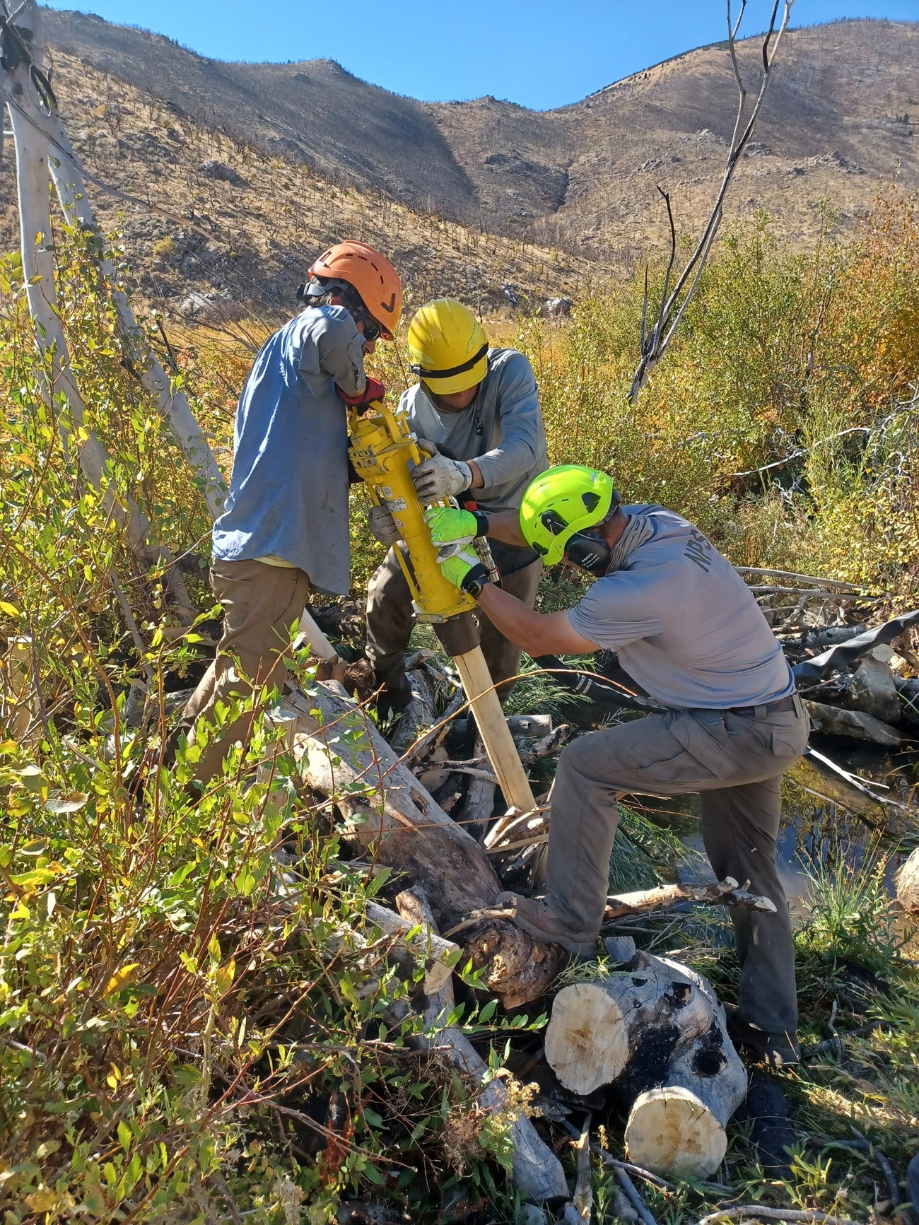 Installing a post-assisted log structure Three people standing on a pile of logs across a stream channel, working together to hammer a post into the ground on the downstream side of the pile. They are surrounded by re-growing riparian shrubs.