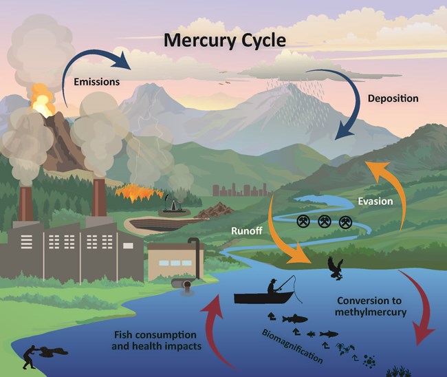 Figure 2. Sources and paths of mercury in the environment. Once it enters the food chain, mercury is subject to bioaccumulation (build up) and biomagnification (increase in concentration with each step up the food chain). Diagram showing the sources and paths of mercury in the environment, from industrial sources to mercury deposition and runoff, to methylation and biomagnification.