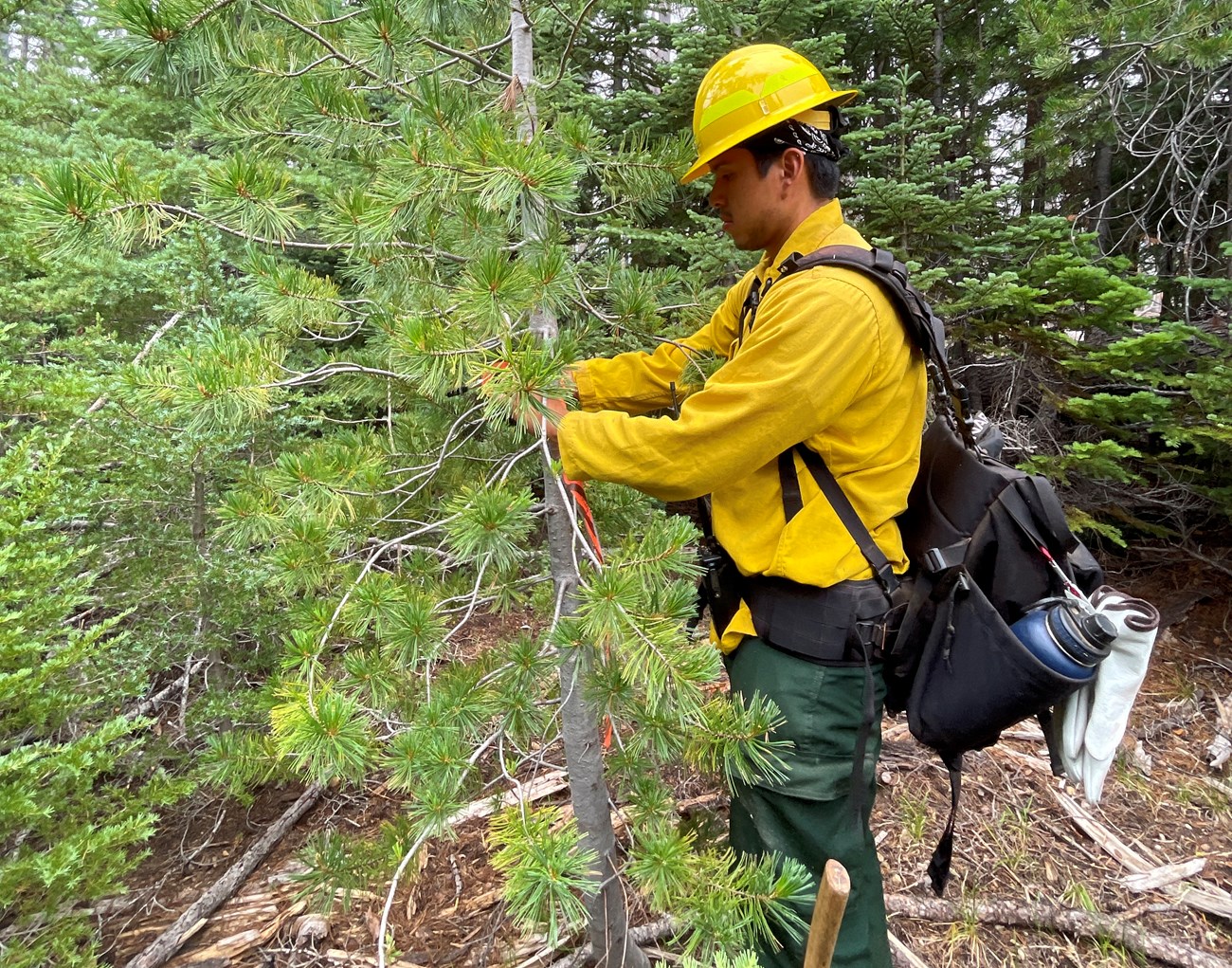 A resource advisor identifies a whitebark pine during a wildfire event. A person in personal protective equipment ties a ribbon around a small coniferous tree.