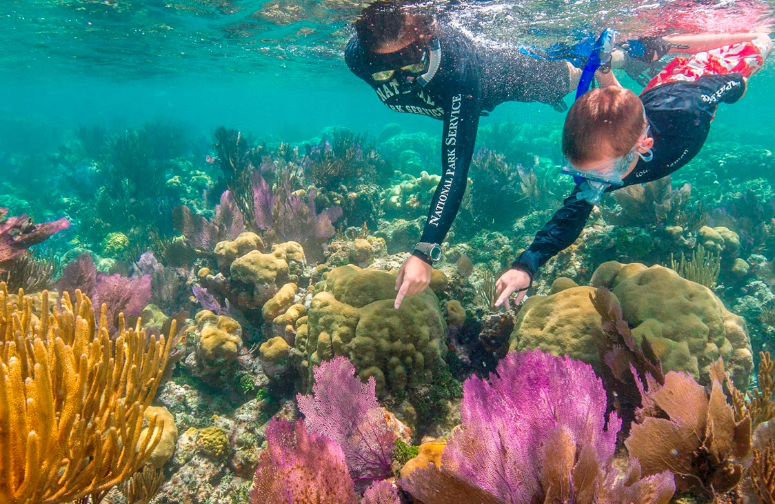 Snorkeling An adult in a National Park Service diving uniform with a child swim underwater and point to coral in a colorful coral reef