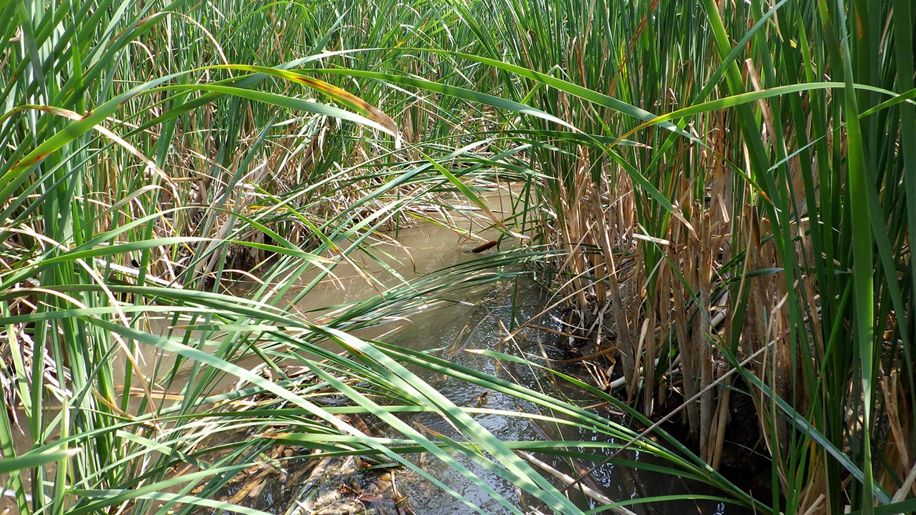 Niobrara River in Agate Fossil Beds National Monument with lush green vegetation, cattails and bullrush.