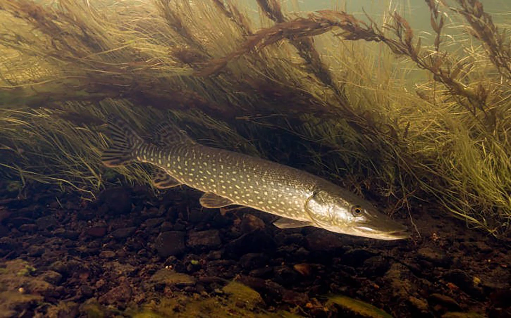 Northern pike Large, dark fish with light spots and belly, swimming.
