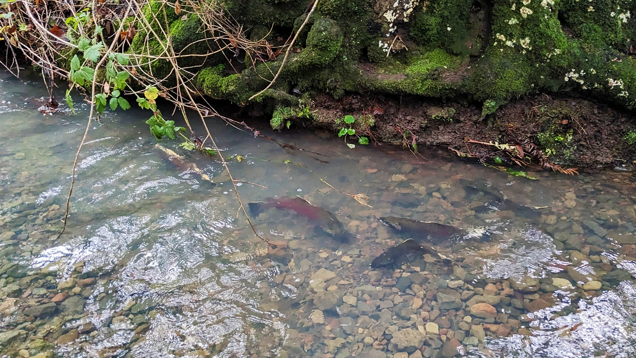 Coho adults Looking down along the bank of a creek are at least four large, olive- and crimson-colored coho salmon making their way upstream.