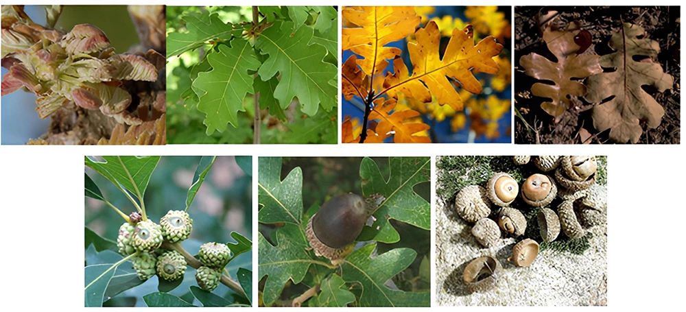 Oak PhenophasesNEW_web A composite image of all the different stages of oak growth--from seeds to leaves to acorns.