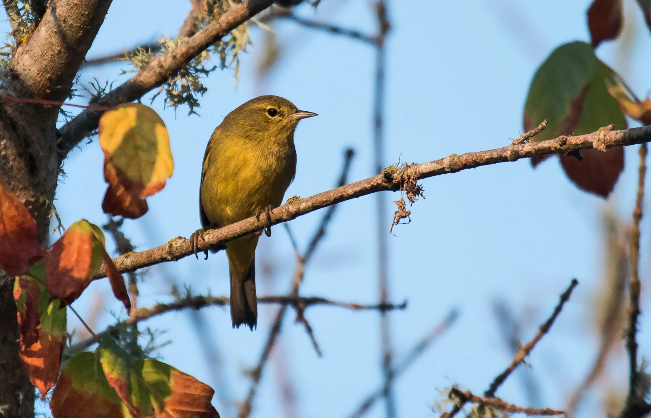 Orange-crowned warbler Small, yellow-orange bird with a narrow, pinkish beak.