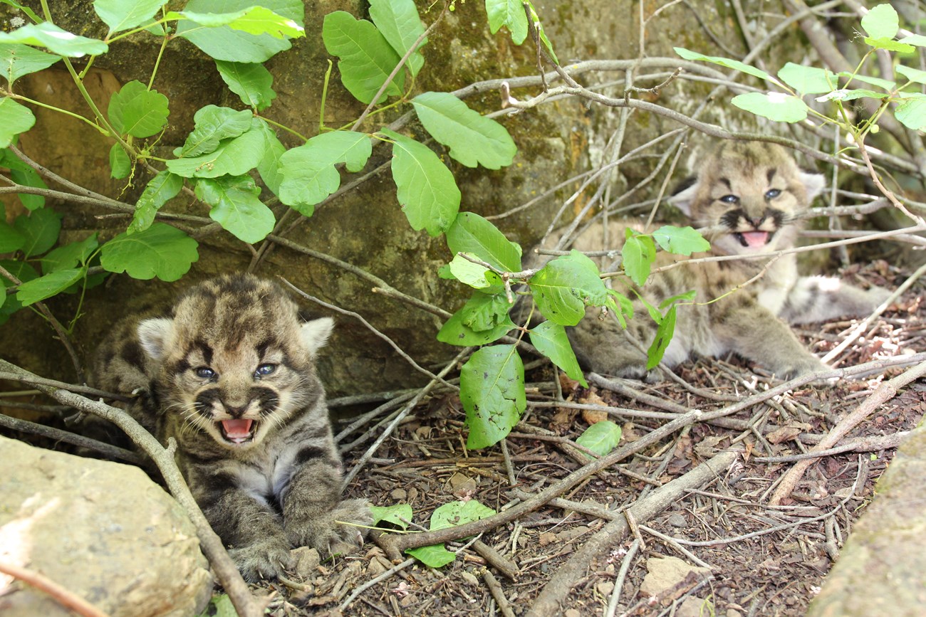 P-114 Puma kittens at their den surrounded by poison oak leaves.