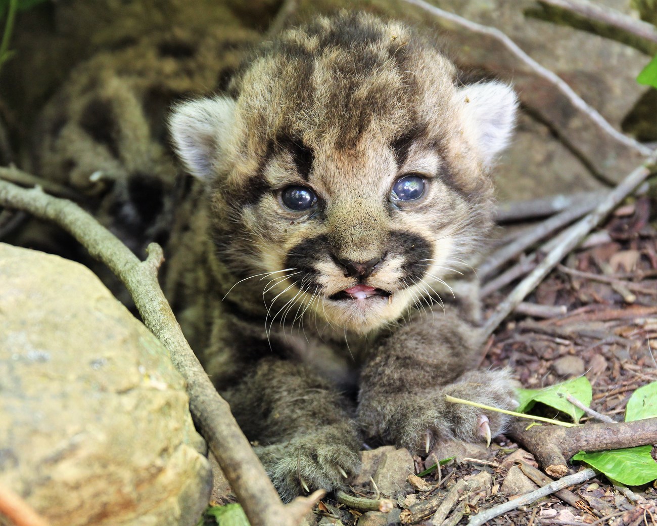 P-115 Puma kittens surrounded by poison oak leaves.