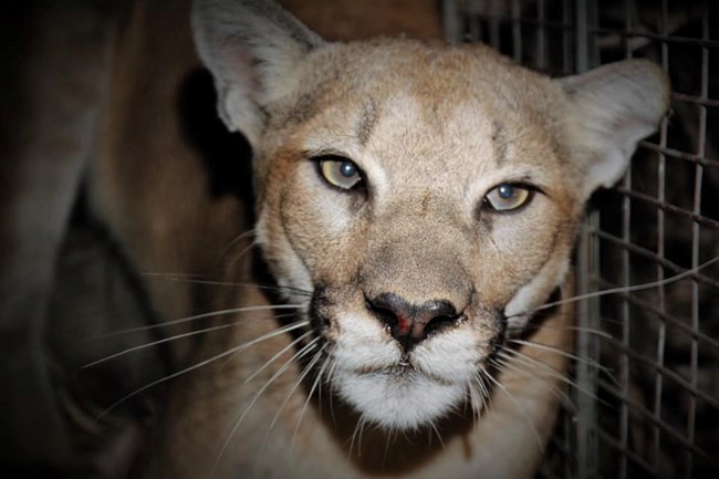 lt= Mountain Lion looking into camera at night.