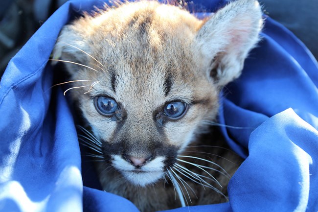 Close up of mountain lion kitten wrapped in blanket.