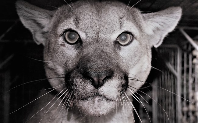 lt= Mountain lion up close and looking at the camera at night.