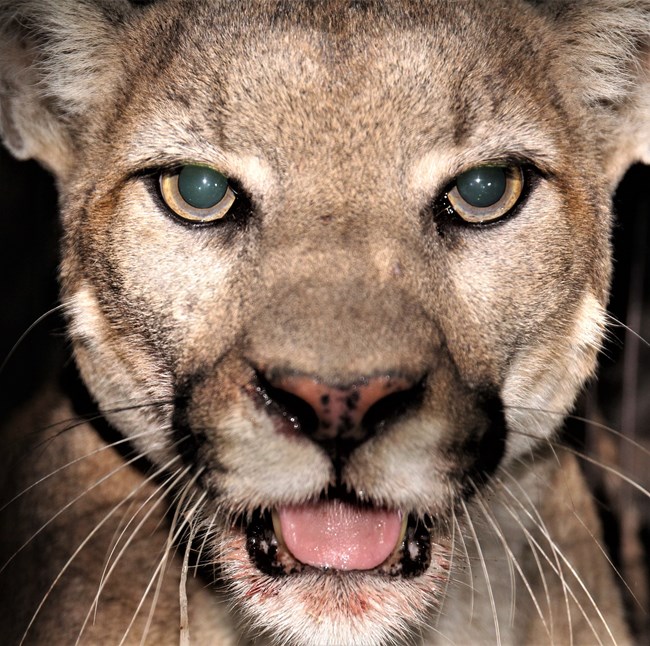 P-106 a close-up of a mountain lion's face