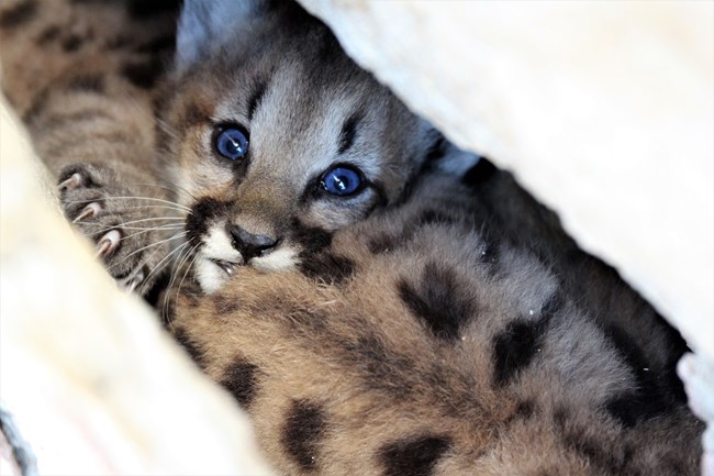 P-109 a small mountain lion kitten in a den