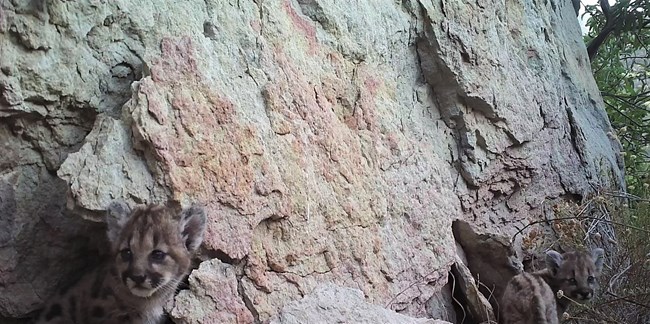 a small mountain lion kitten near a den