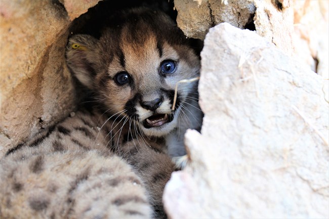a small mountain lion kitten in a den