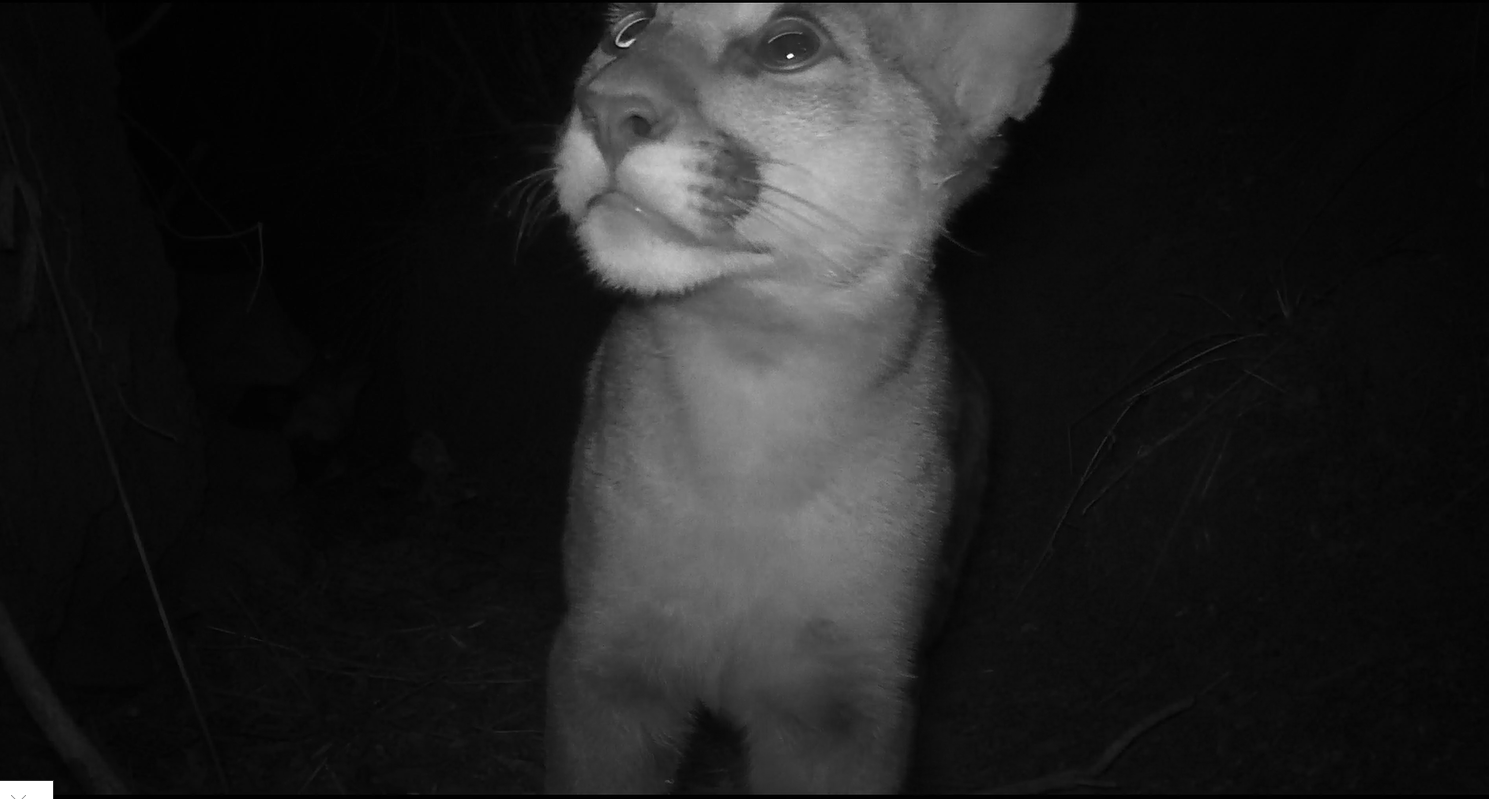 lt= Black and white image of mountain lion at night.