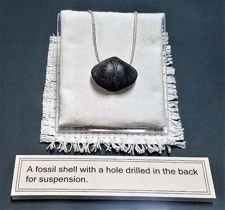Brachiopod fossil A dark brown clam shaped fossil held by a white string, laid on top of a white cloth.