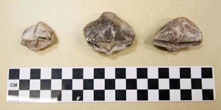 Paleo_arch003Mod Three small rock-like images in light and dark brown shaped like clam shells. Each one approximately 3-5cm.