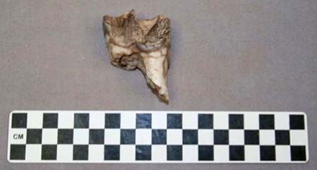 Rhinoceros tooth An eroded dark and light brown and white rock-like image protruding downward into a rough point, approximately 5cm.