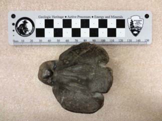 Bird effigy A small dark brown stone-like figure in the shape of a bird on its back, beak pointing up and wings spread to its side.
